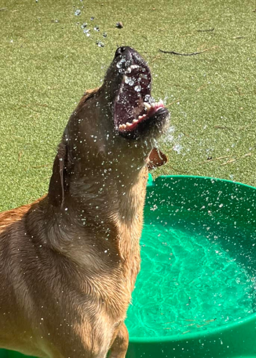 dog drinking out of hose